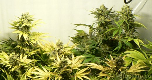 Snow White strain photo