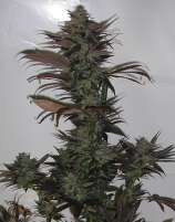 Northern Flame strain photo