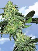 Skunk Classic strain photo