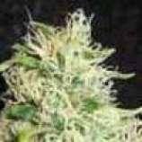 Australian Blue strain photo