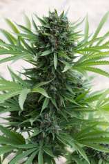 Sour Diesel Auto strain photo
