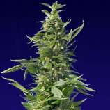 Spliff Seeds - Spliff Diesel strain photo