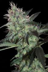 Super Diesel strain photo