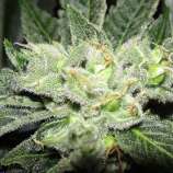 Green Beanz Seeds - Chem DD F2 strain photo