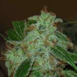 Mr. Dank's Golden Ticket strain photo