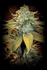 SinFully Sour strain photo