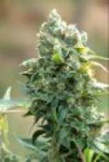 African Free strain photo