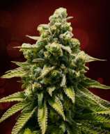 Canadian Seed Lab - Grizzly Auto strain photo