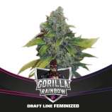 Gorilla Rainbow strain photo