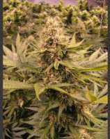 Raspberry Cough strain photo