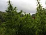 The Real Seed Company - Pahari Farmhouse strain photo