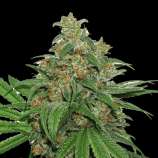 AK420 Autoflower strain photo