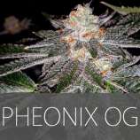 Phoenix OG strain photo