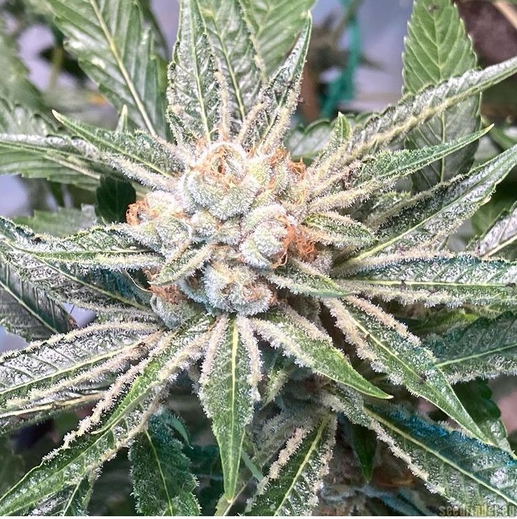 Patchouli Pupil strain photo