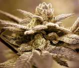 Dark Shadow Haze strain photo