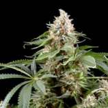 White Rhino strain photo