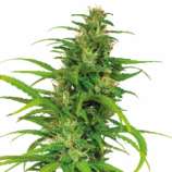 Flower Power strain photo