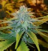 Cult Classics Seeds - Egoloss strain photo