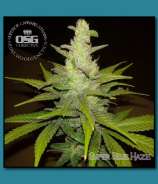 Super Blue Haze strain photo