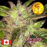 God Bud strain photo