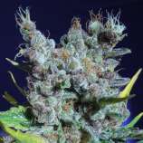 Runtz Gum strain photo