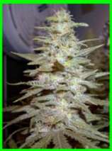Wonderberry strain photo