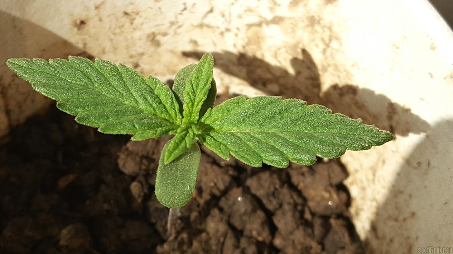 CBD MediHaze strain photo