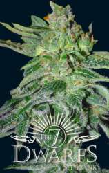 Gigantes strain photo