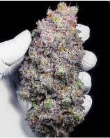 Champagne Showers strain photo
