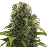 High Density strain photo