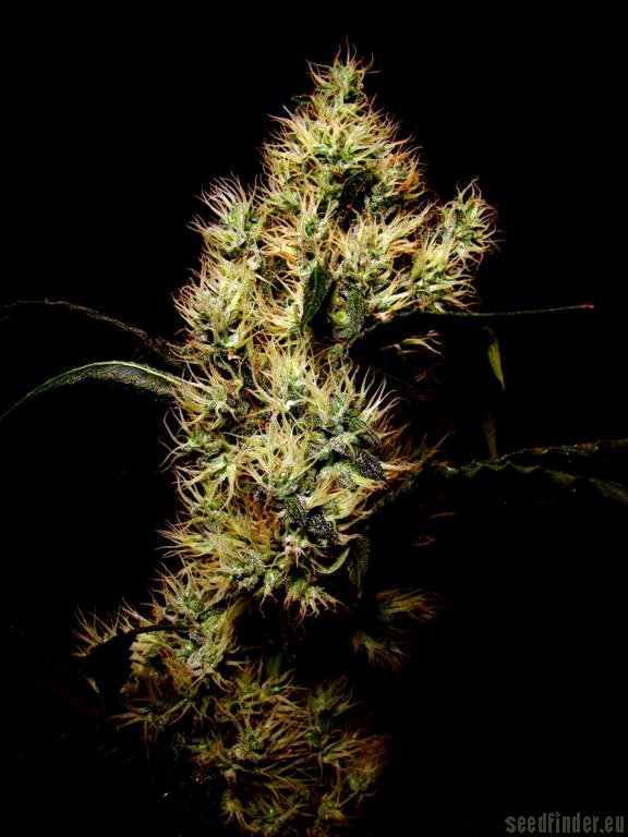 Eds Superbud strain photo