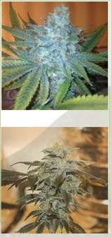 Dark Horse Genetics - Banners Revenge strain photo