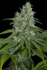 Automax strain photo