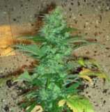 Short Stuff #1 strain photo