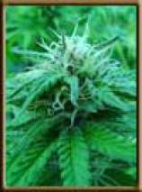 Sensi Star strain photo