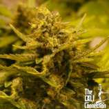 CBD OG strain photo