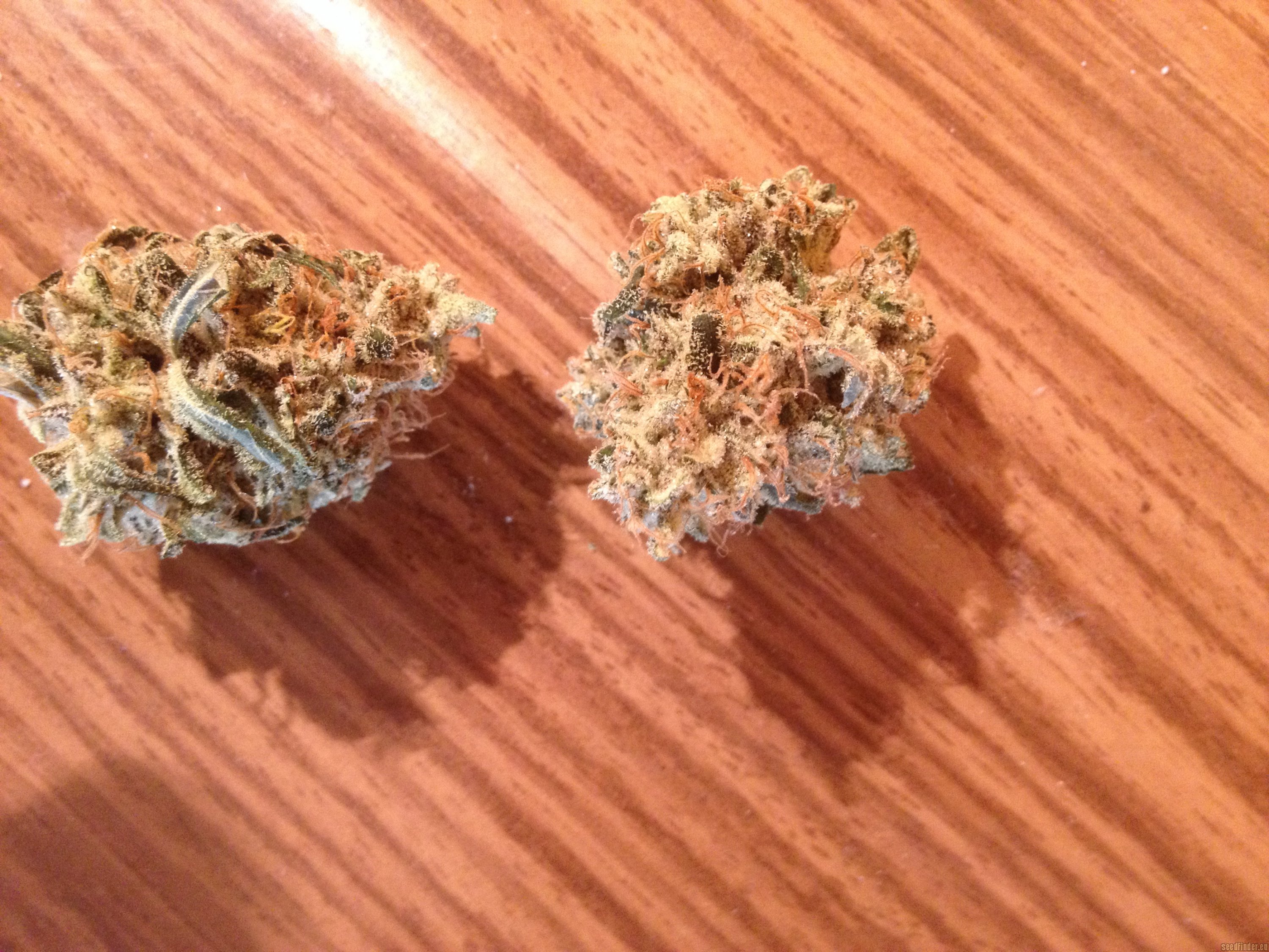 Special Lime Haze strain photo