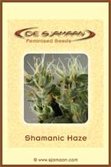Shamanic Haze strain photo