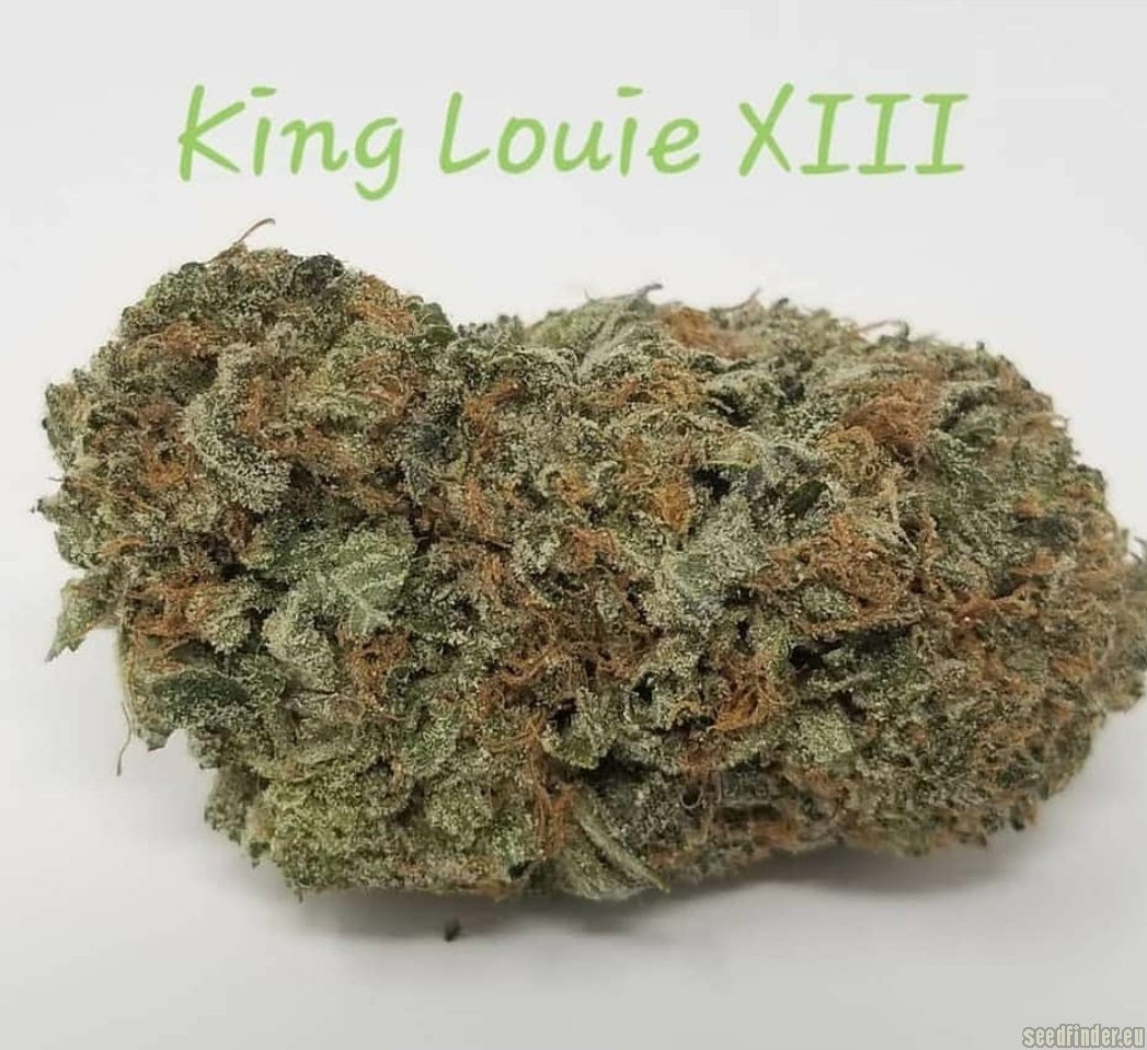 King Louis XIII strain photo