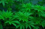 Kona Gold strain photo