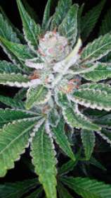 SleeStack strain photo