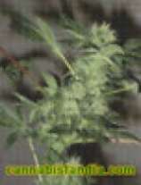 White Wild strain photo