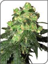 White Label Rhino strain photo
