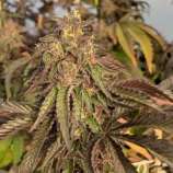 Cookies x Key Lime Pie strain photo