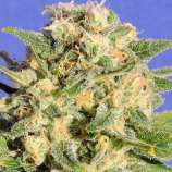 Auto AK XXL strain photo
