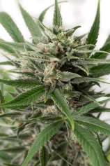 Blue Amnesia XXL Autoflowering strain photo