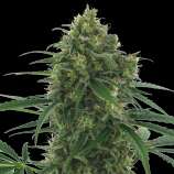 Quick Fruit strain photo