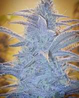 GDP Electric strain photo