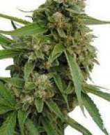 CBD Botanic - CBD Bubba Kush strain photo