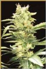 Jamaica strain photo